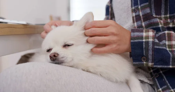 Cane Pomerania Dormire Sulle Gambe Della Donna — Foto Stock