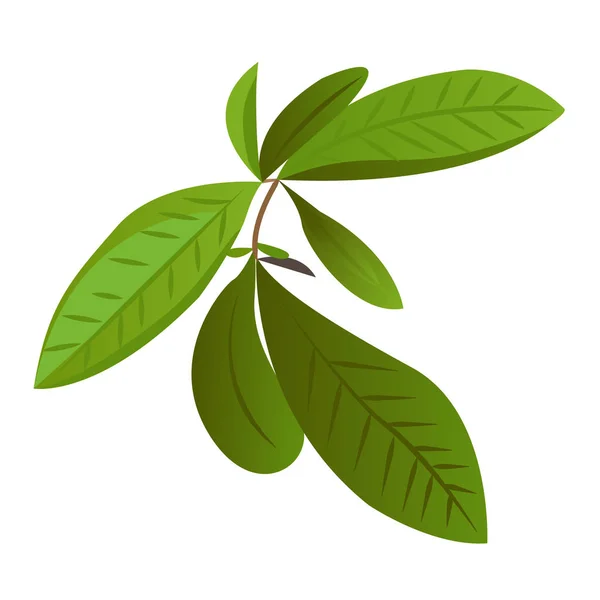 Tea Levelek Gyógynövény Zöld Ceylon Mezőgazdasági Vektor Illusztráció Elszigetelt Fehér — Stock Fotó