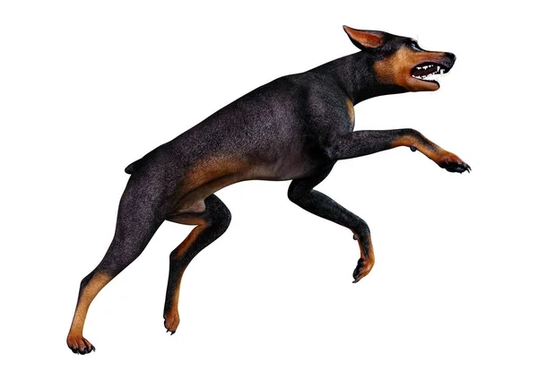 Renderização Cão Doberman Preto Andando Isolado Fundo Branco — Fotografia de Stock