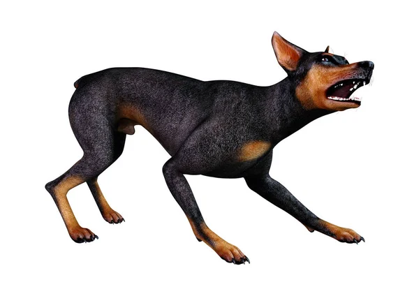 Renderização Cão Doberman Preto Isolado Fundo Branco — Fotografia de Stock