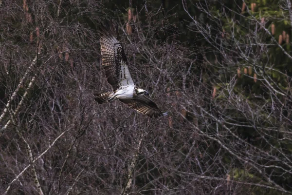 Osprey Полете Над Forellenhof Trauntal — стоковое фото