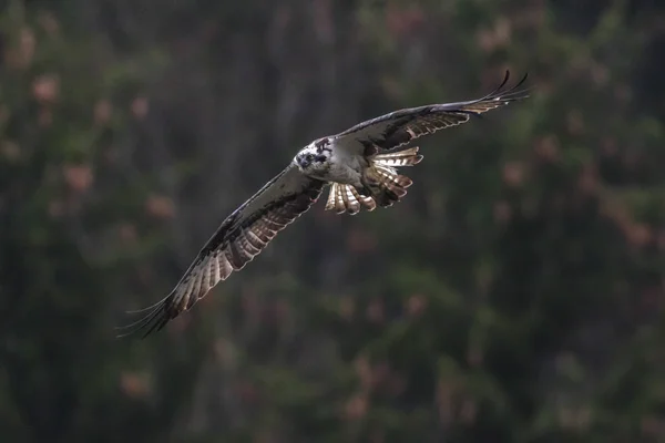 stock image An Osprey in flight over Forellenhof Trauntal