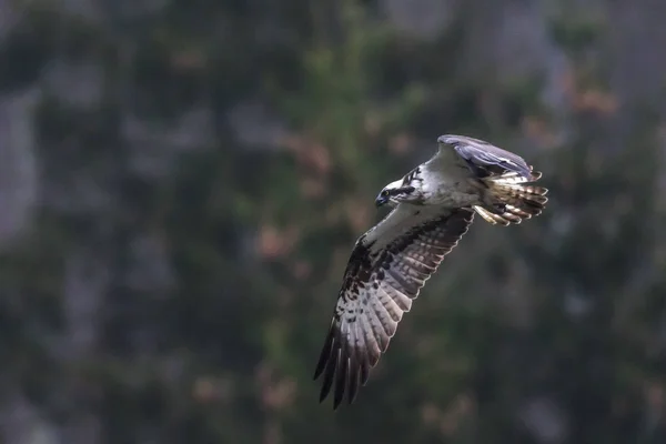 Osprey Volo Forellenhof Trauntal — Foto Stock