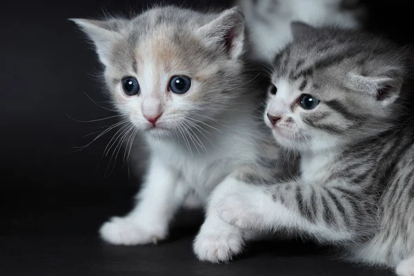 Två Unga Katter Leker Framför Kameran — Stockfoto