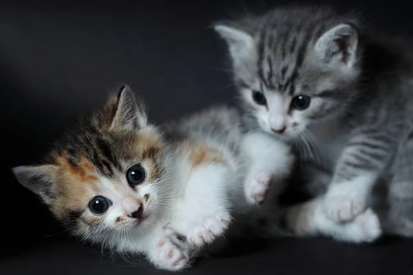 Deux Jeunes Chats Gris Coloré Jouent — Photo