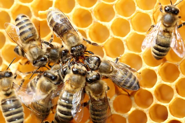 有些蜜蜂在圆圈里工作 — 图库照片