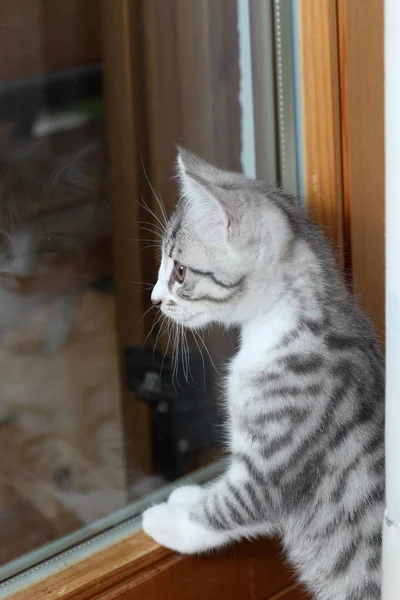 Kleine Junge Katze Blickt Zum Fenster — Stockfoto