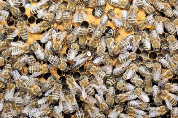 Beaucoup Abeilles Sur Une Cire Abeille Avec Reine Milieu — Photo