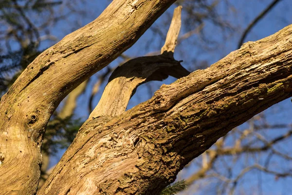 Close Van Oude Takken Van Boom Met Onscherpe Achtergrond Blauwe — Stockfoto