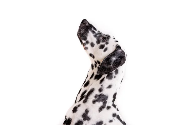 在白色背景被隔绝的一只年轻达尔马提亚狗的头像 — 图库照片