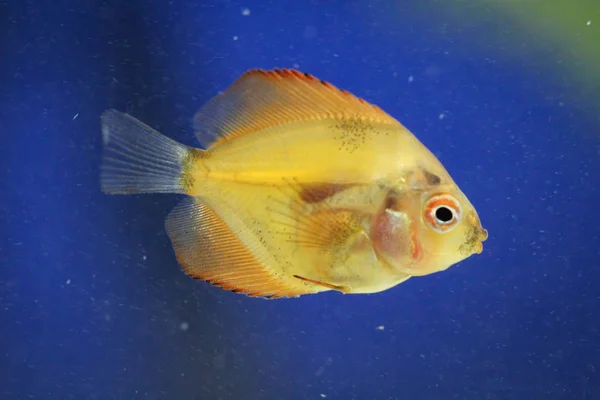 Primo Piano Pesce Discus Bambino — Foto Stock