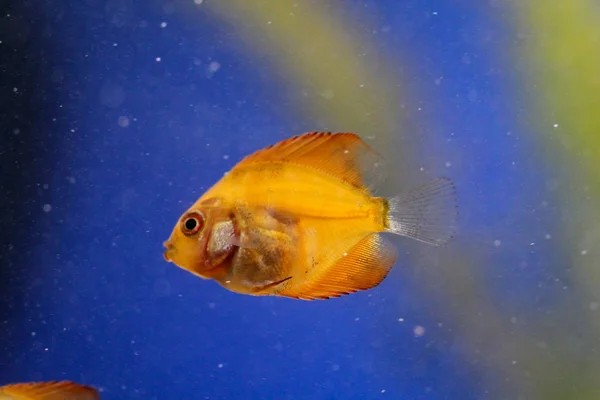 Close Van Een Baby Discus Vis — Stockfoto