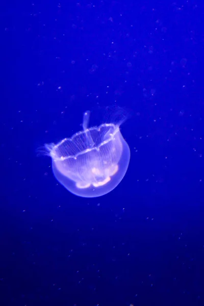 Aquatic Jellyfish Sea Underwater Sea Life Creature — Stock Photo, Image