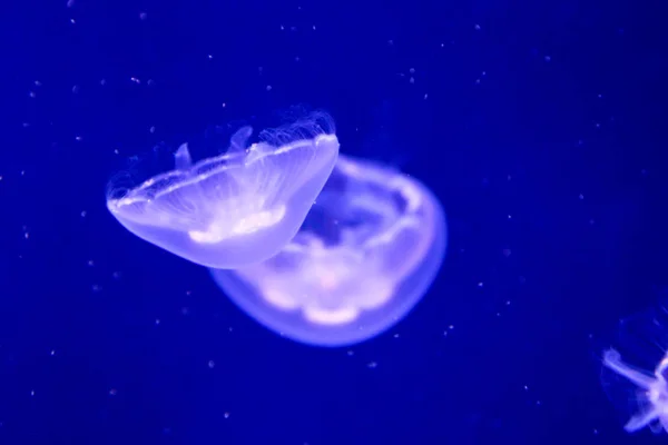 Medusas Mar Submarino Vida Marina — Foto de Stock