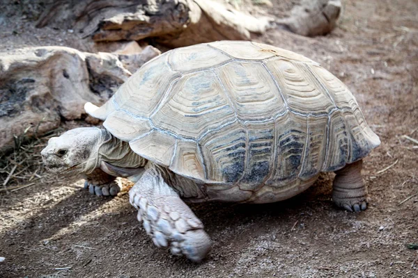 Gros Plan Détails Tortues Tortues — Photo