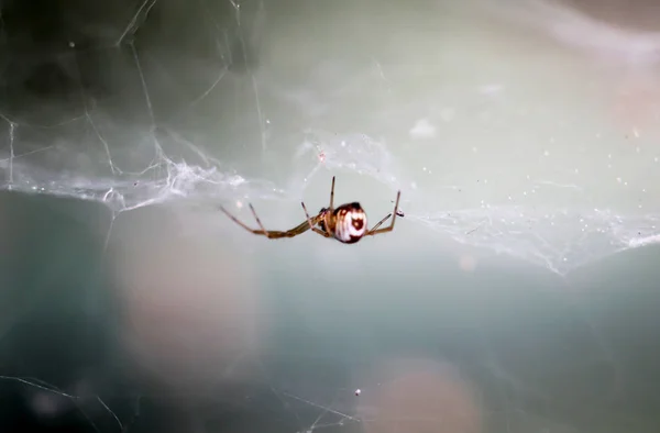 Spider Web — Stock Photo, Image