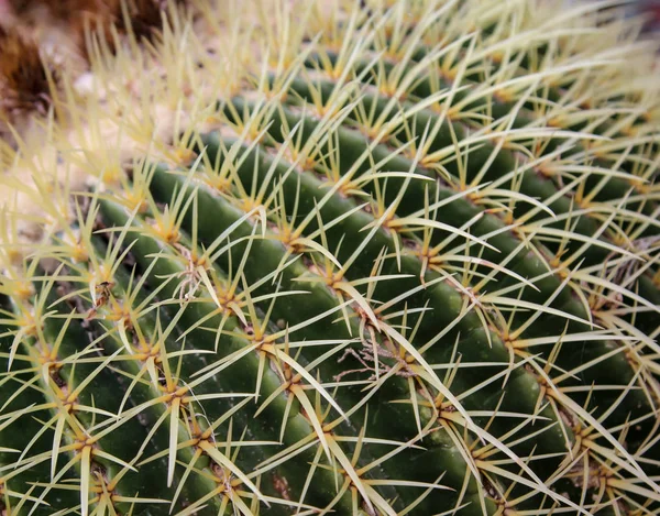 Kaktusz Részletei Virágszál — Stock Fotó