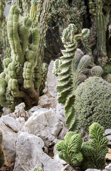Details Eines Kaktus Blüte — Stockfoto