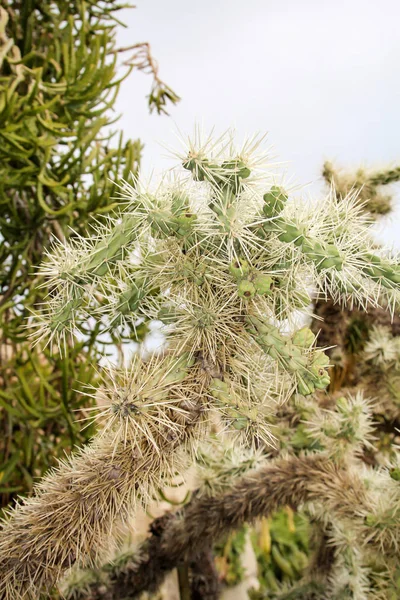 Details Eines Kaktus Blüte — Stockfoto
