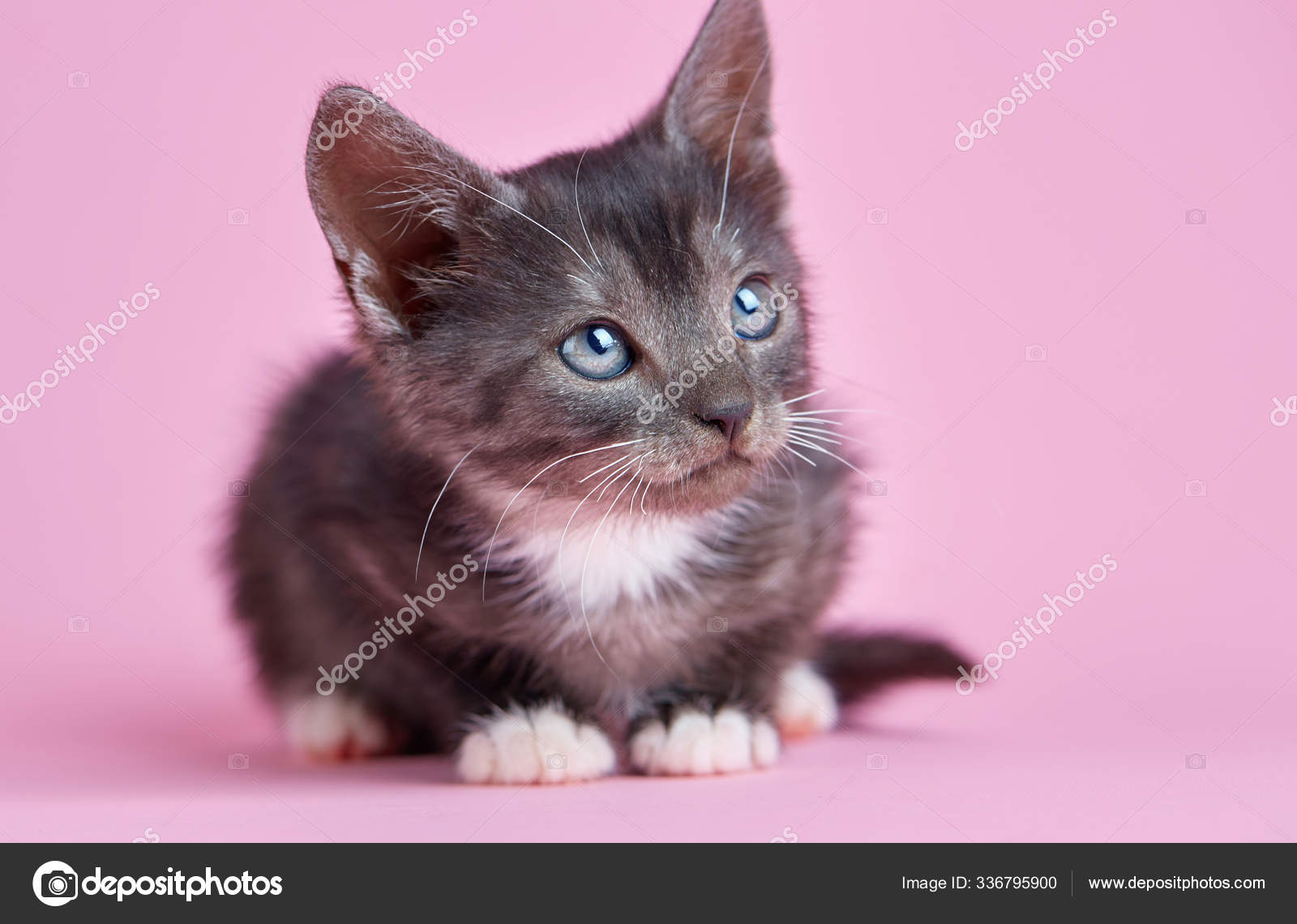 wallpapers Gray Kitten With White Paws depositphotos