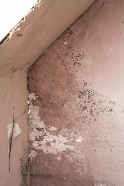 Water damage causing mold growth on the interior walls of a property close-up clipart