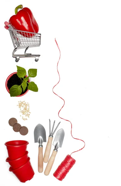 Εργαλεία Κηπουρικής Νεαρά Σπορόφυτα Φρέσκιες Πιπεριές Και Τρόλεϊ Ψώνια Λευκό — Φωτογραφία Αρχείου