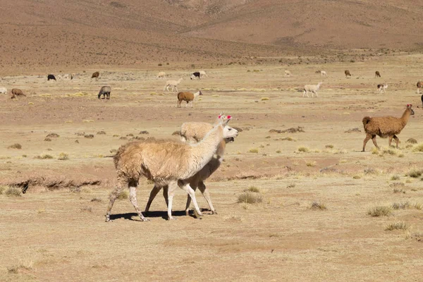 Allevamento Lama Boliviana Sull Altopiano Andino Bolivia — Foto Stock