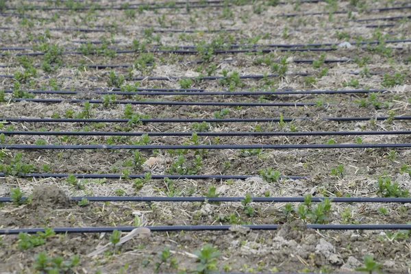 Tropfbewässerung Auf Dem Feld Schwarze Schläuche Tropfbewässerung — Stockfoto