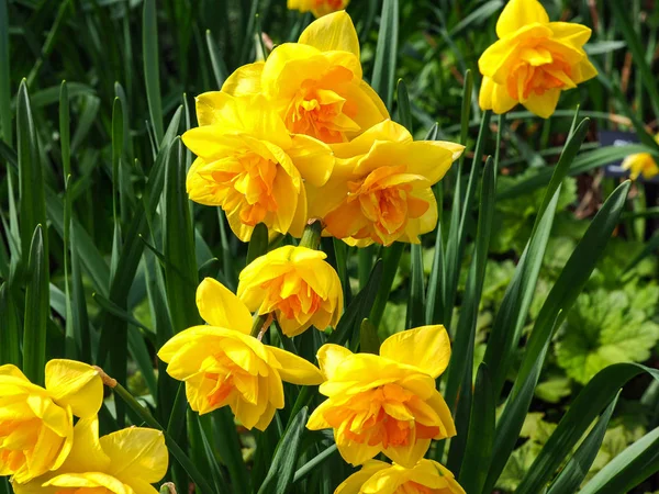 Schöne Gelbe Doppel Narzissen Einem Frühlingsgarten — Stockfoto