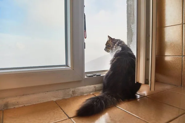 Dışarıda Açık Pencerenin Önünde Bakarak Kedi — Stok fotoğraf