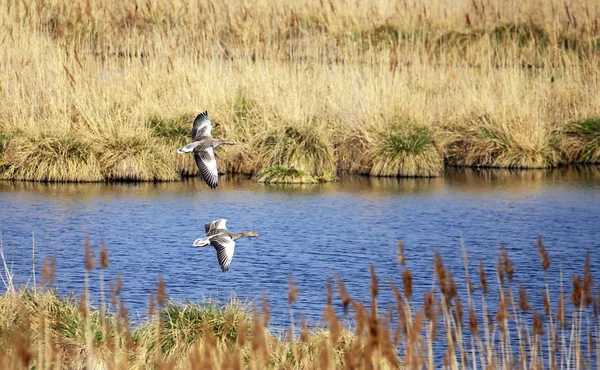 Dois Gansos Cinzentos Voadores Reserva Natural Wagbachnieden — Fotografia de Stock