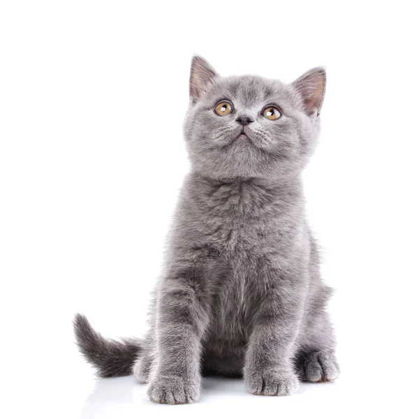 Смешной Серый Котенок Смотрит Вверх Смешной Пушистый Котёнок Внимательно Наблюдает — стоковое фото