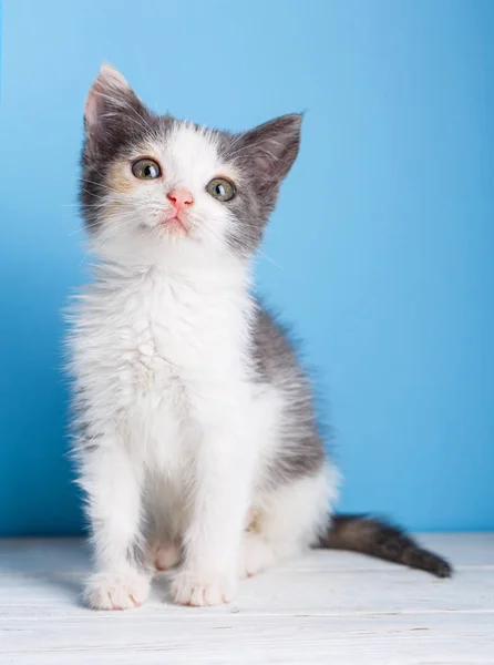 Cat Facing Camera Cat Looking Blue Background — Stock Photo, Image