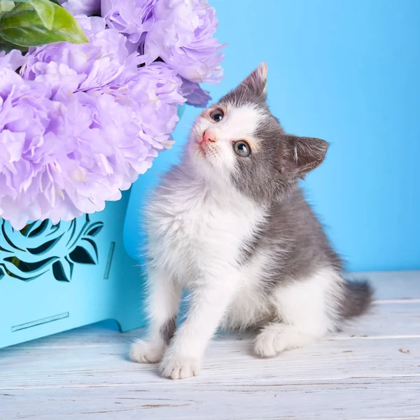 Cat examines purple flowers. A funny kitten visiting a photographer. The cat looks at flowers