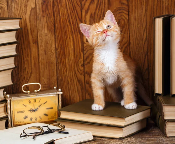 Грайливий Кошеня Закрите Одне Око Кішечка Стоїть Книгах Біля Старого — стокове фото