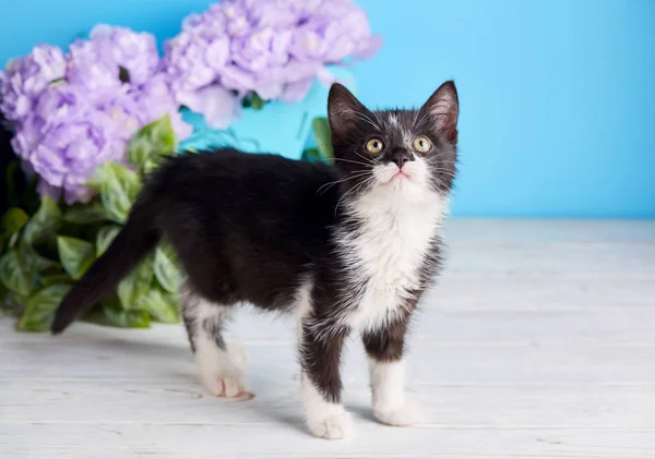 Ein Lustiges Kätzchen Besuch Bei Einem Fotografen Eine Katze Steht — Stockfoto