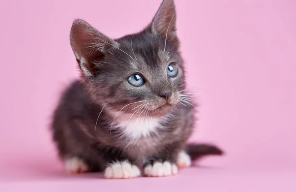 Fluffy Playful Kitten Gray Cat White Paws Sits White Table — Stock Photo, Image