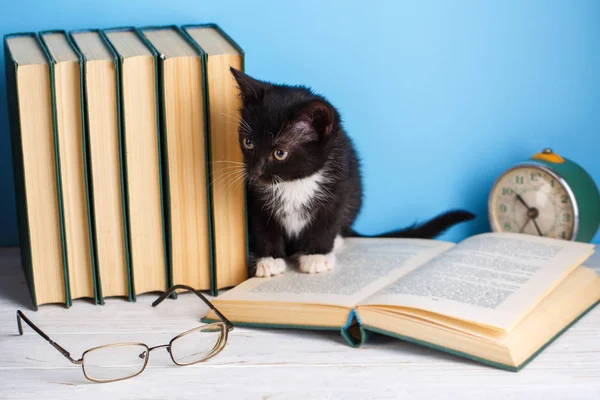 Gato Está Sentado Libro Abierto Cerca Las Gafas — Foto de Stock