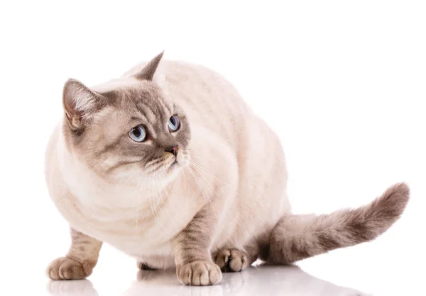 动物和猫概念 白色背景纯种英国猫 — 图库照片