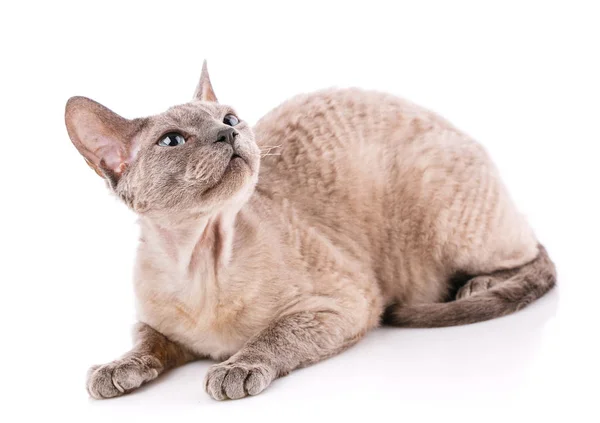 Devon Rex Kattunge Vit Bakgrund Studio Shoot — Stockfoto