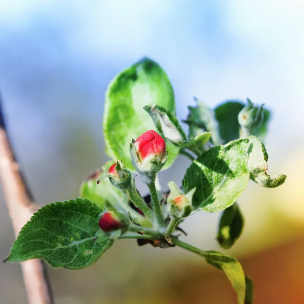 Κόκκινα Μπουμπούκια Ενός Άνθισμα Δέντρο Μήλο Κοντά Ένα Θολό Ουρανό — Φωτογραφία Αρχείου