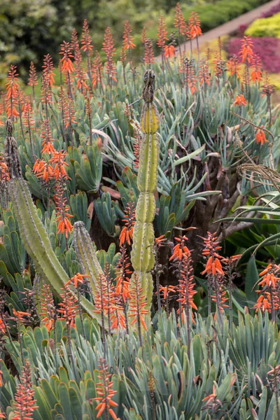 開花中のアロエ植物 花中のアロエ多肉種の壮大な背の高い明るいオレンジ色の筒状花穂は装飾的で長く持続します — ストック写真