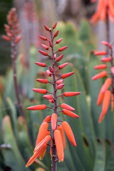 화려하고 오렌지색 모양의 꽃봉오리는 식물로서 장식적 수있다 — 스톡 사진