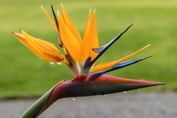 Flor Tropical Strelitzia Ave Paraíso Ilha Madeira Portugal — Fotografia de Stock