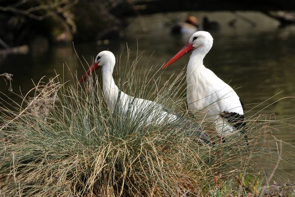 Scenic View White Stork Wild Nature — Stock Photo, Image