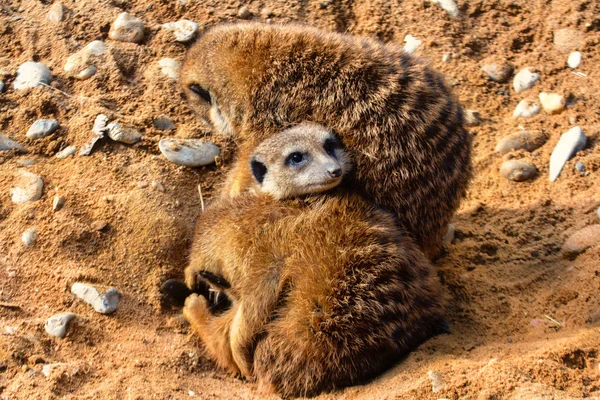 Filhote Pouco Mais Velho Intriga Curiosamente Entre Mãe Irmãos — Fotografia de Stock