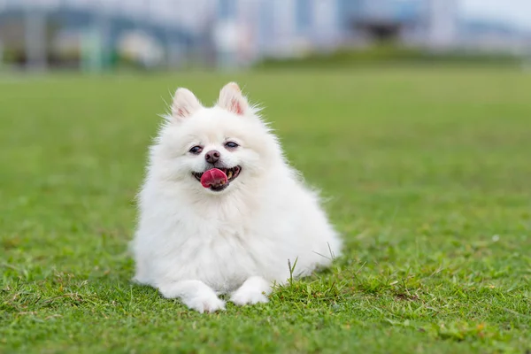 Pomeranian Hund Grönt Gräs — Stockfoto