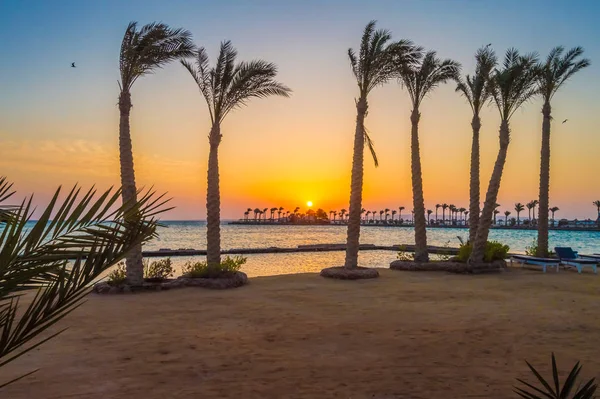 Sonnenaufgang Auf Einer Halbinsel Von Hurghada Über Einer Palmenreihe Roten — Stockfoto