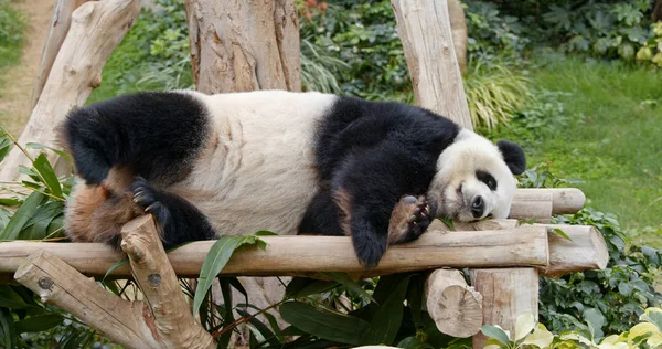 Panda Schläft Auf Dem Holz — Stockfoto