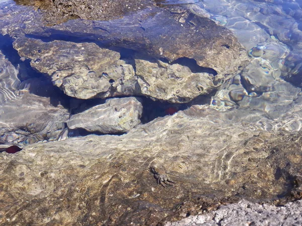 Crab Water Hidden Beadlet Anemone — Stock Photo, Image